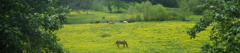 horse pasture1